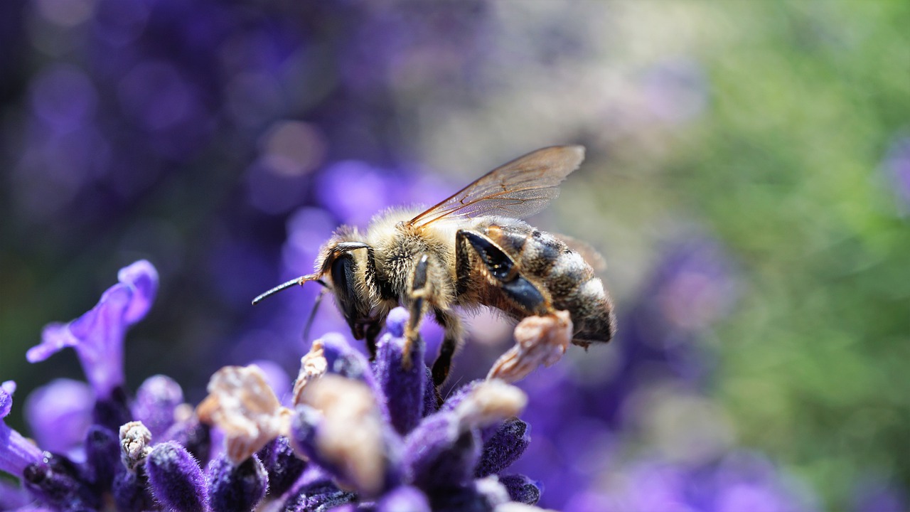 biodiversità